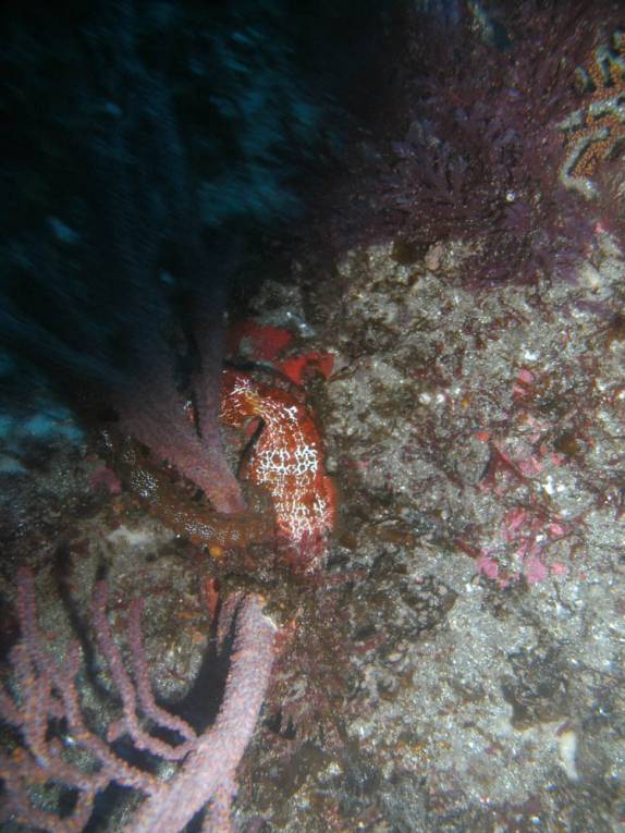 Cavalo-marinho em mergulho na Isla Isabel, em Galápagos